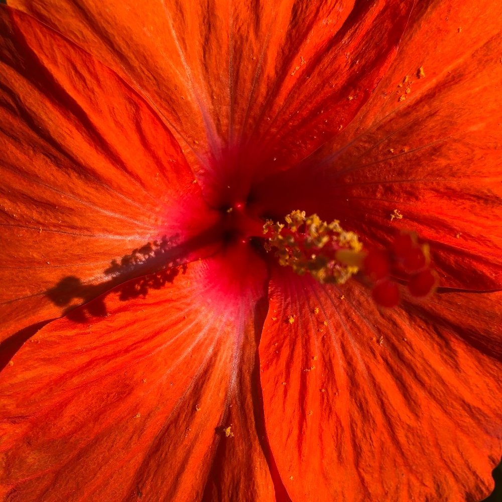 Meet your Posher, Pam